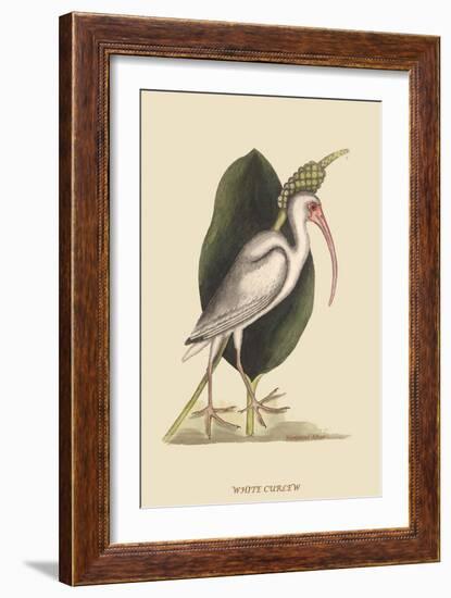 White Curlew-Mark Catesby-Framed Art Print