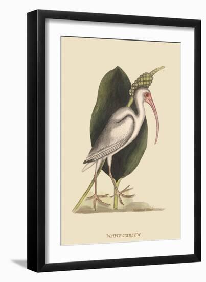 White Curlew-Mark Catesby-Framed Art Print