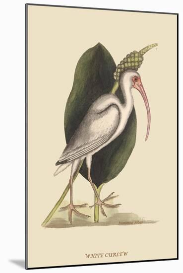 White Curlew-Mark Catesby-Mounted Art Print