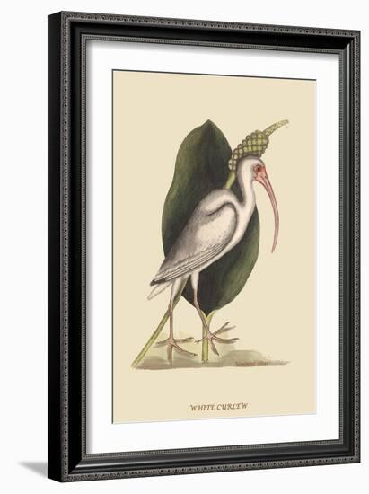 White Curlew-Mark Catesby-Framed Art Print