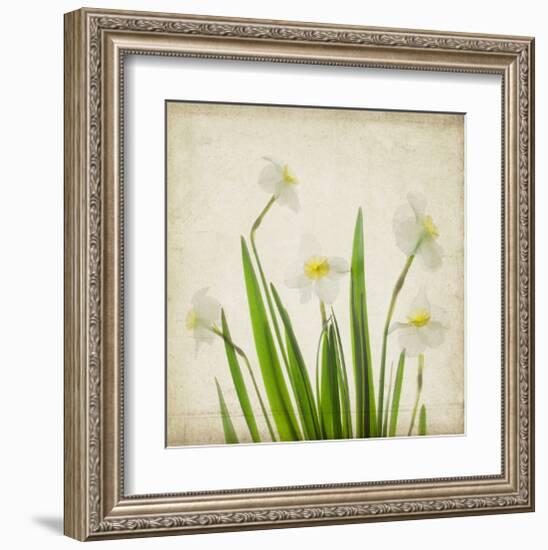 White Daffodil Garden-Judy Stalus-Framed Art Print