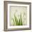 White Daffodil Garden-Judy Stalus-Framed Art Print