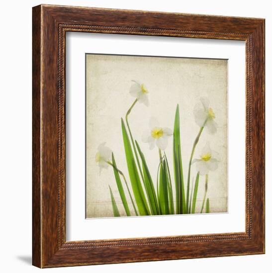 White Daffodil Garden-Judy Stalus-Framed Art Print