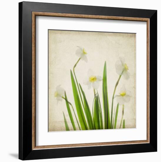 White Daffodil Garden-Judy Stalus-Framed Art Print