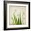 White Daffodil Garden-Judy Stalus-Framed Art Print