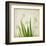 White Daffodil Garden-Judy Stalus-Framed Art Print