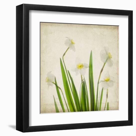 White Daffodil Garden-Judy Stalus-Framed Art Print