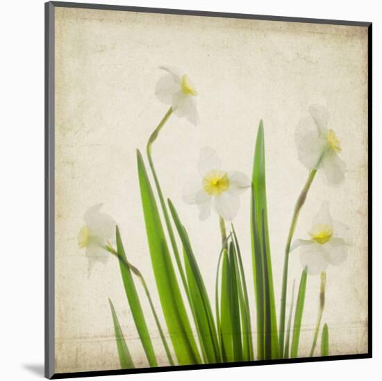 White Daffodil Garden-Judy Stalus-Mounted Art Print
