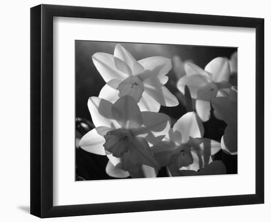 white daffodils in spring. Black and white image-AdventureArt-Framed Photographic Print