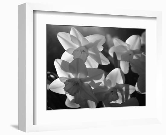 white daffodils in spring. Black and white image-AdventureArt-Framed Photographic Print