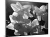 white daffodils in spring. Black and white image-AdventureArt-Mounted Photographic Print
