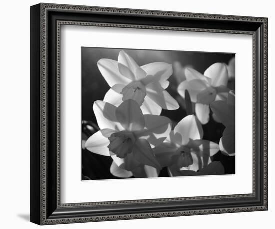 white daffodils in spring. Black and white image-AdventureArt-Framed Photographic Print