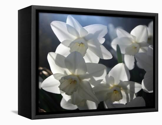 white daffodils in spring sunshine-AdventureArt-Framed Premier Image Canvas