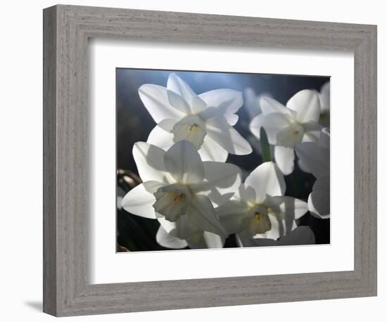 white daffodils in spring sunshine-AdventureArt-Framed Photographic Print