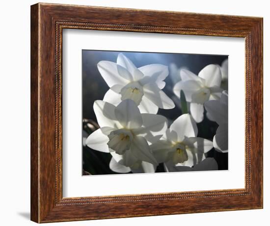 white daffodils in spring sunshine-AdventureArt-Framed Photographic Print