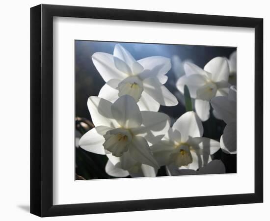 white daffodils in spring sunshine-AdventureArt-Framed Photographic Print