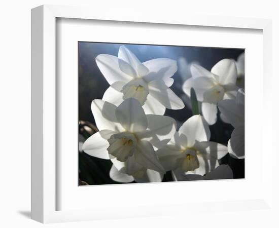 white daffodils in spring sunshine-AdventureArt-Framed Photographic Print