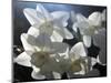 white daffodils in spring sunshine-AdventureArt-Mounted Photographic Print