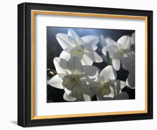 white daffodils in spring sunshine-AdventureArt-Framed Photographic Print