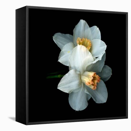 White Daffodils-Magda Indigo-Framed Premier Image Canvas