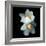 White Daffodils-Magda Indigo-Framed Photographic Print