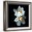 White Daffodils-Magda Indigo-Framed Photographic Print