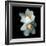 White Daffodils-Magda Indigo-Framed Photographic Print