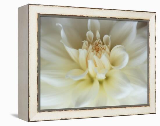 White Dahlia Close-up-Janell Davidson-Framed Premier Image Canvas