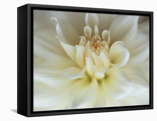 White Dahlia Close-up-Janell Davidson-Framed Premier Image Canvas