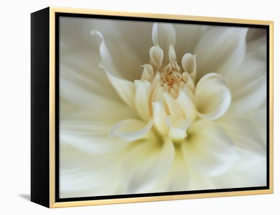 White Dahlia Close-up-Janell Davidson-Framed Premier Image Canvas