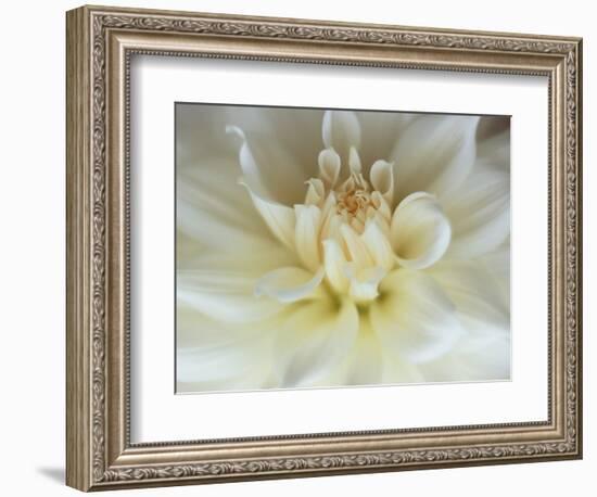 White Dahlia Close-up-Janell Davidson-Framed Photographic Print