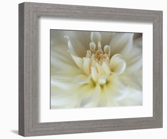 White Dahlia Close-up-Janell Davidson-Framed Photographic Print