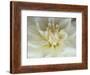 White Dahlia Close-up-Janell Davidson-Framed Photographic Print
