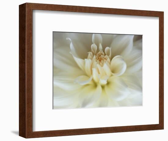 White Dahlia Close-up-Janell Davidson-Framed Photographic Print