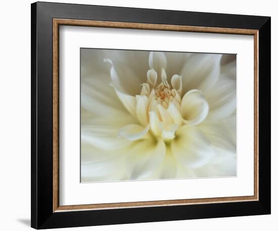 White Dahlia Close-up-Janell Davidson-Framed Photographic Print