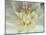 White Dahlia Close-up-Janell Davidson-Mounted Photographic Print