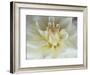 White Dahlia Close-up-Janell Davidson-Framed Photographic Print