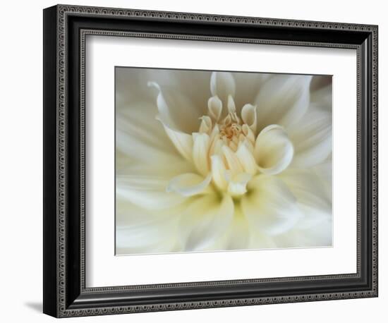 White Dahlia Close-up-Janell Davidson-Framed Photographic Print