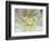 White Dahlia Close-up-Janell Davidson-Framed Photographic Print