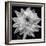 White Dahlia I-Caroline Kelly-Framed Photo