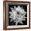 White Dahlia I-Caroline Kelly-Framed Photo