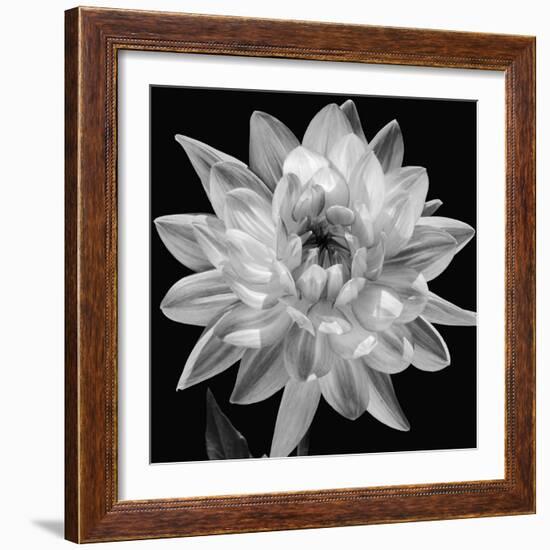 White Dahlia I-Caroline Kelly-Framed Photo