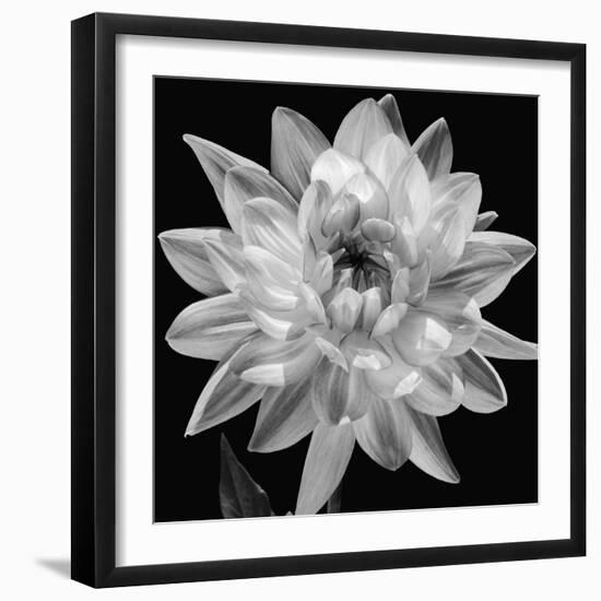 White Dahlia I-Caroline Kelly-Framed Photo