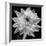 White Dahlia I-Caroline Kelly-Framed Photo