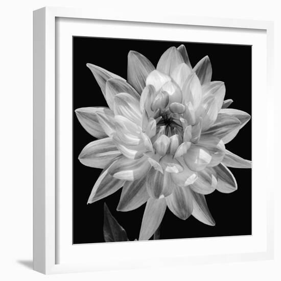 White Dahlia I-Caroline Kelly-Framed Photo