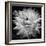 White Dahlia II-Caroline Kelly-Framed Photo