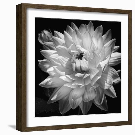 White Dahlia II-Caroline Kelly-Framed Photo