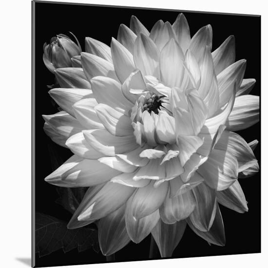 White Dahlia II-Caroline Kelly-Mounted Photo