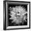 White Dahlia II-Caroline Kelly-Framed Photo