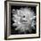 White Dahlia II-Caroline Kelly-Framed Photo